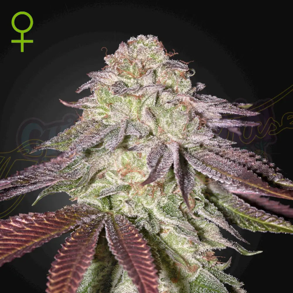 Sugarlato Auto Fotoperiodi