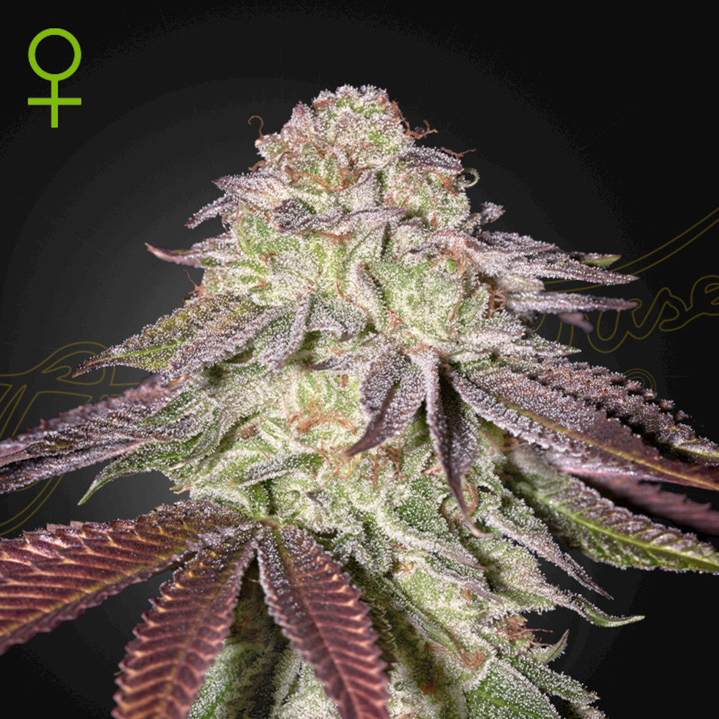 Sugarlato Auto Fotoperiodi