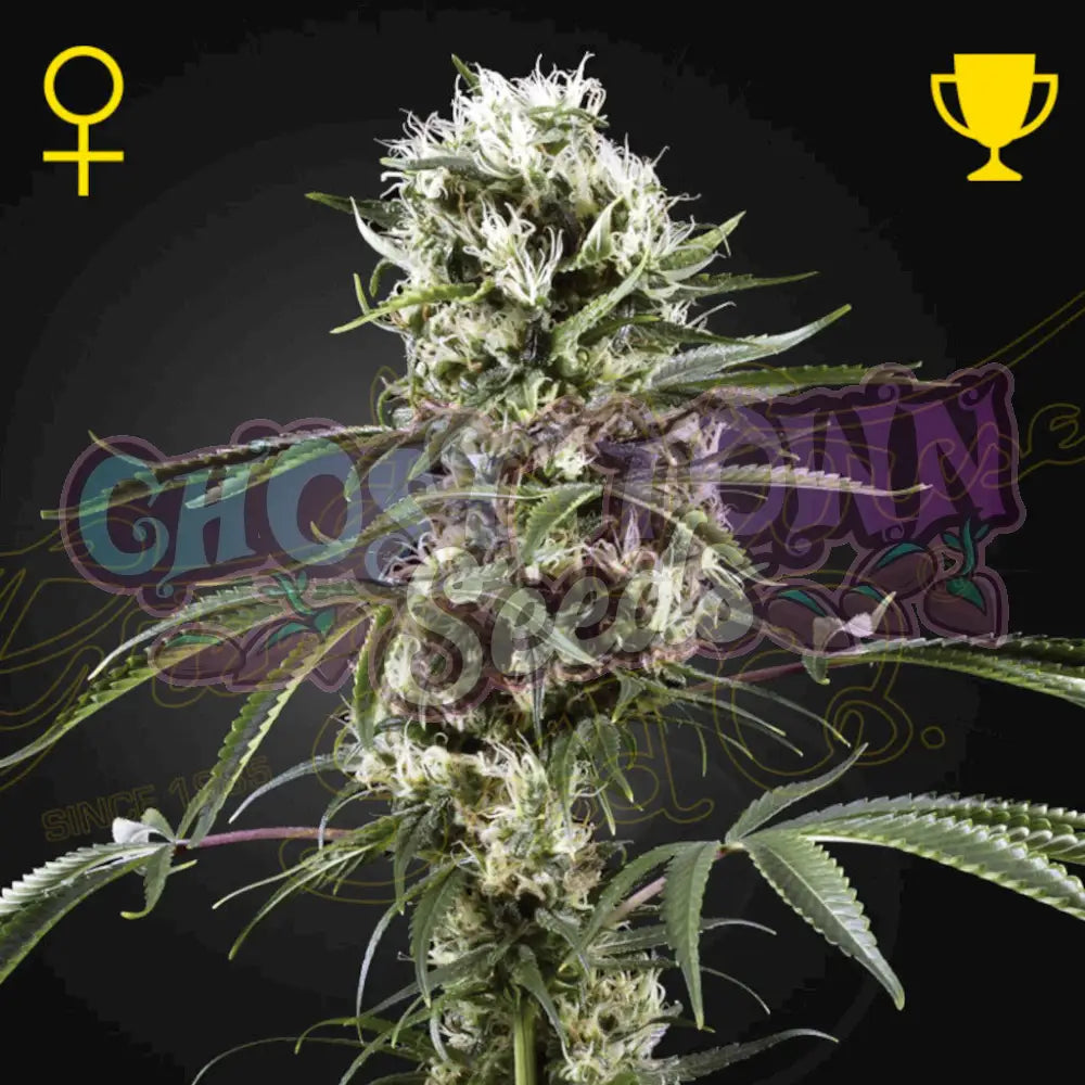 Super Lemon Haze Fotoperiodi