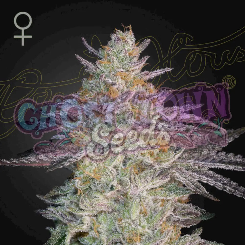 Super Lemon Haze x GMO Fotoperiodi