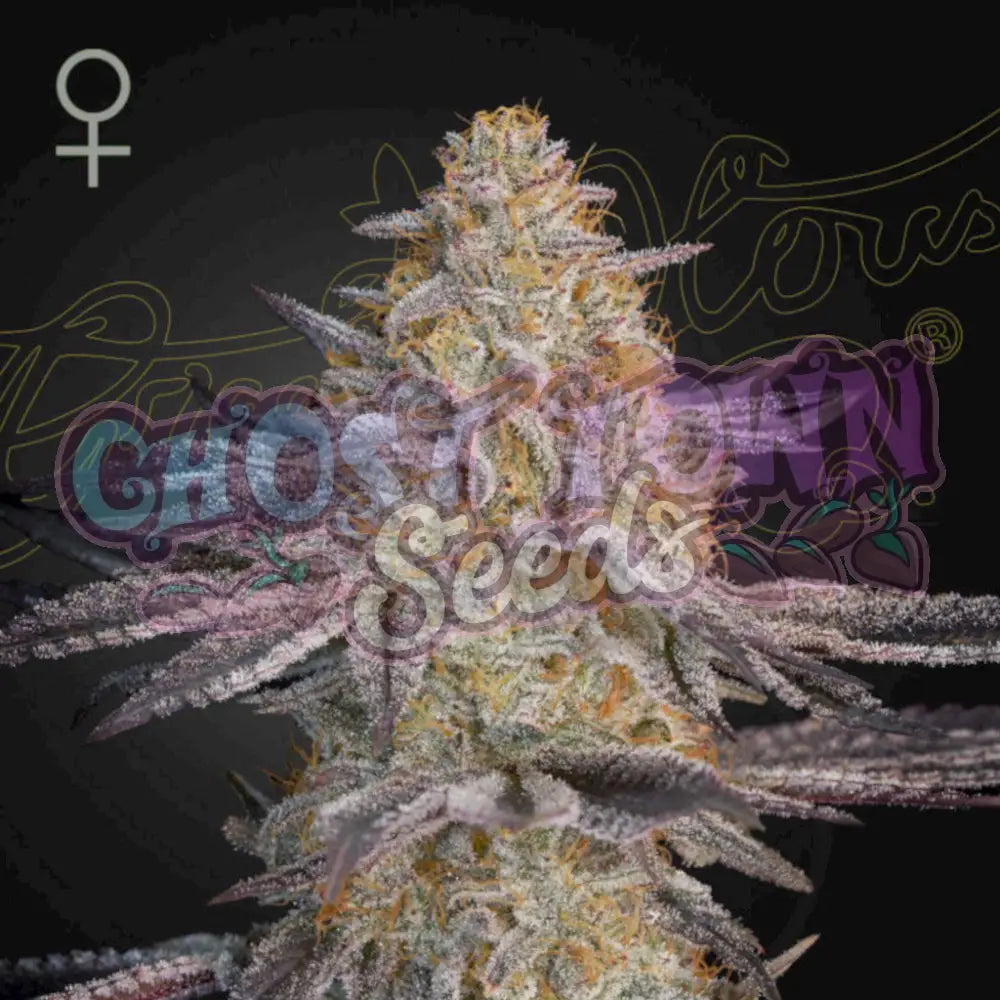 Super Lemon Haze x RS11 Fotoperiodi