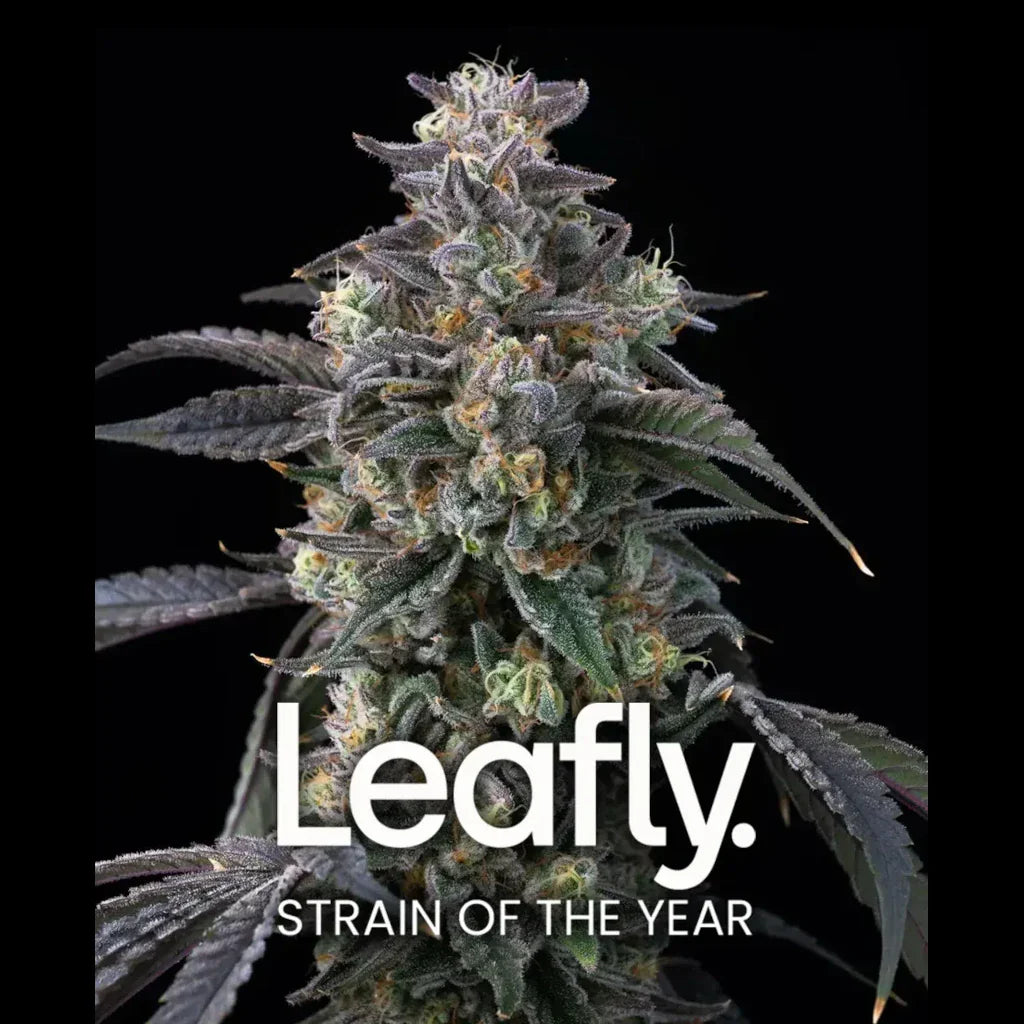 Super Boof Fotoperiodi