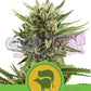 Sweet Skunk Auto - Ghost Town Seeds