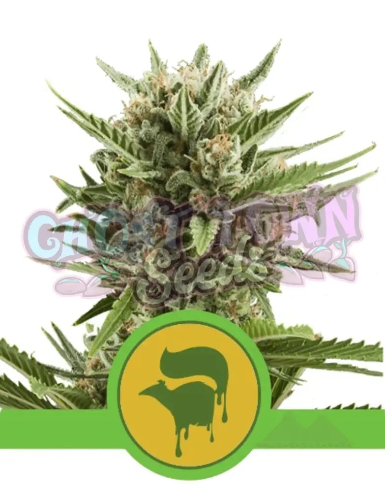 Sweet Skunk Auto - Ghost Town Seeds