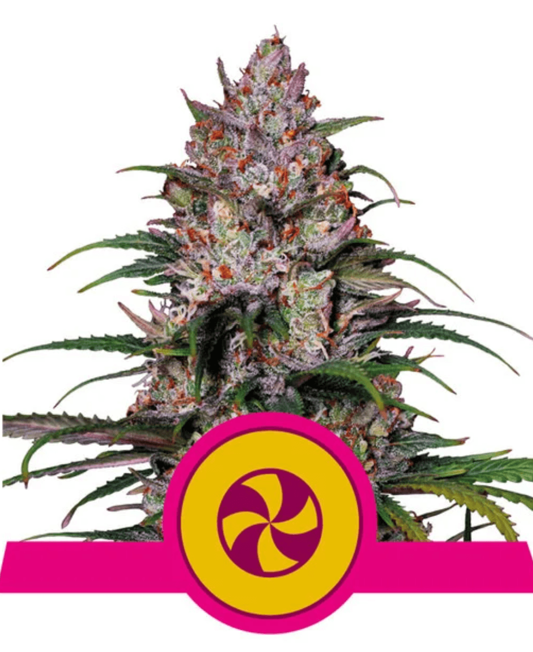 Sweet ZZ - Ghost Town Seeds
