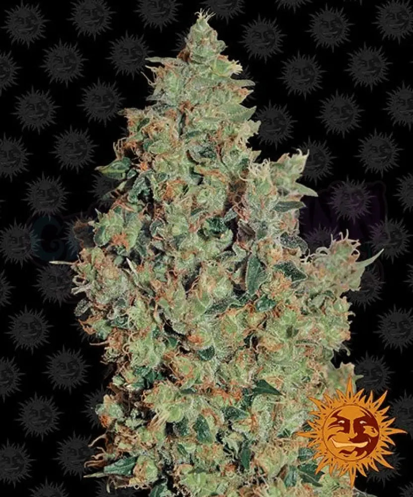 Tangerine Dream - Ghost Town Seeds