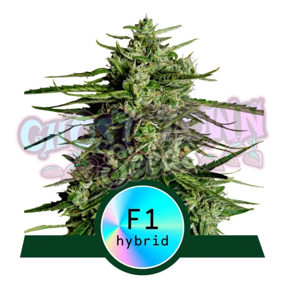 Titan F1 Autoflower