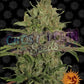 Triple Cheese - Ghost Town Seeds