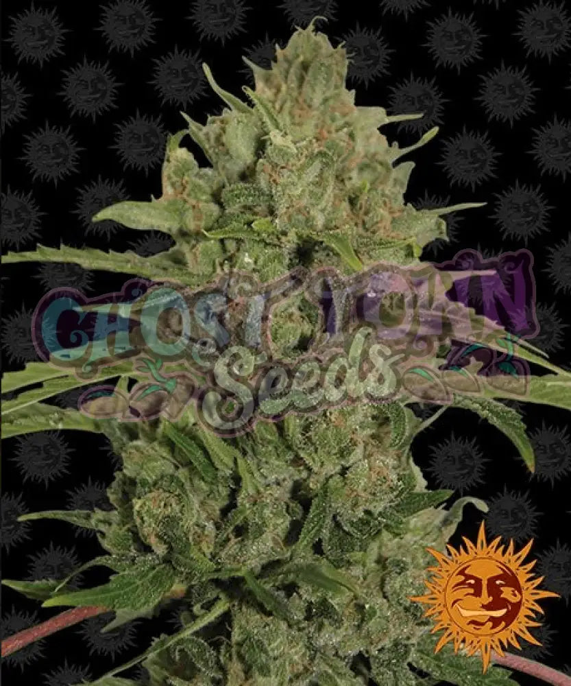 Triple Cheese - Ghost Town Seeds