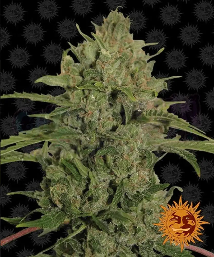 Triple Cheese - Ghost Town Seeds