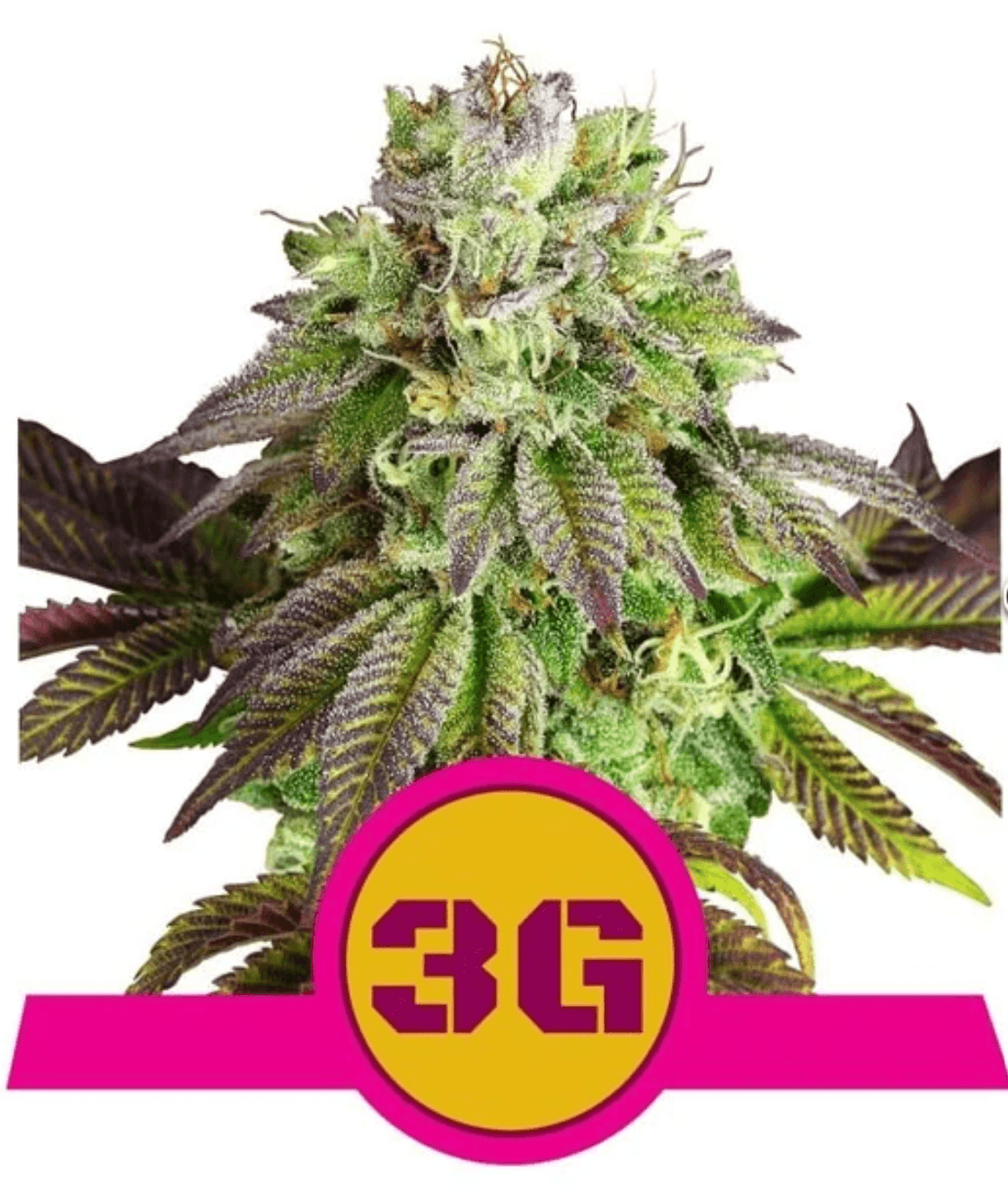 Triple G - Ghost Town Seeds