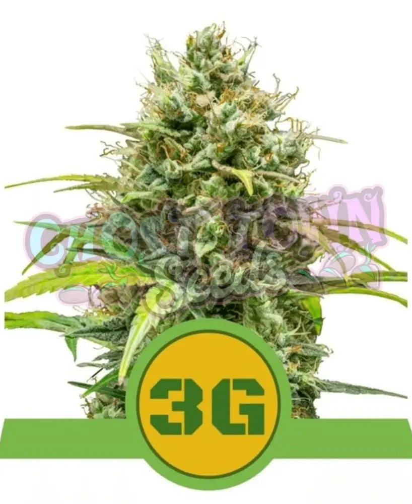 Triple G Auto - Ghost Town Seeds