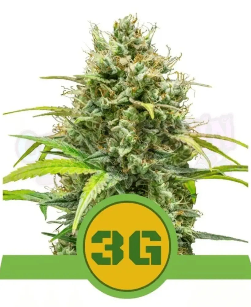 Triple G Auto - Ghost Town Seeds
