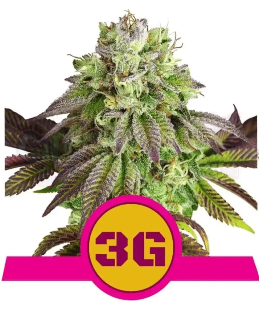 Triple G - Ghost Town Seeds