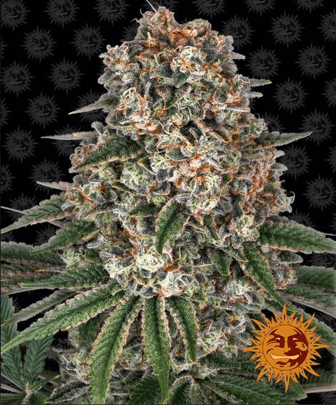Tropicanna Banana - Ghost Town Seeds