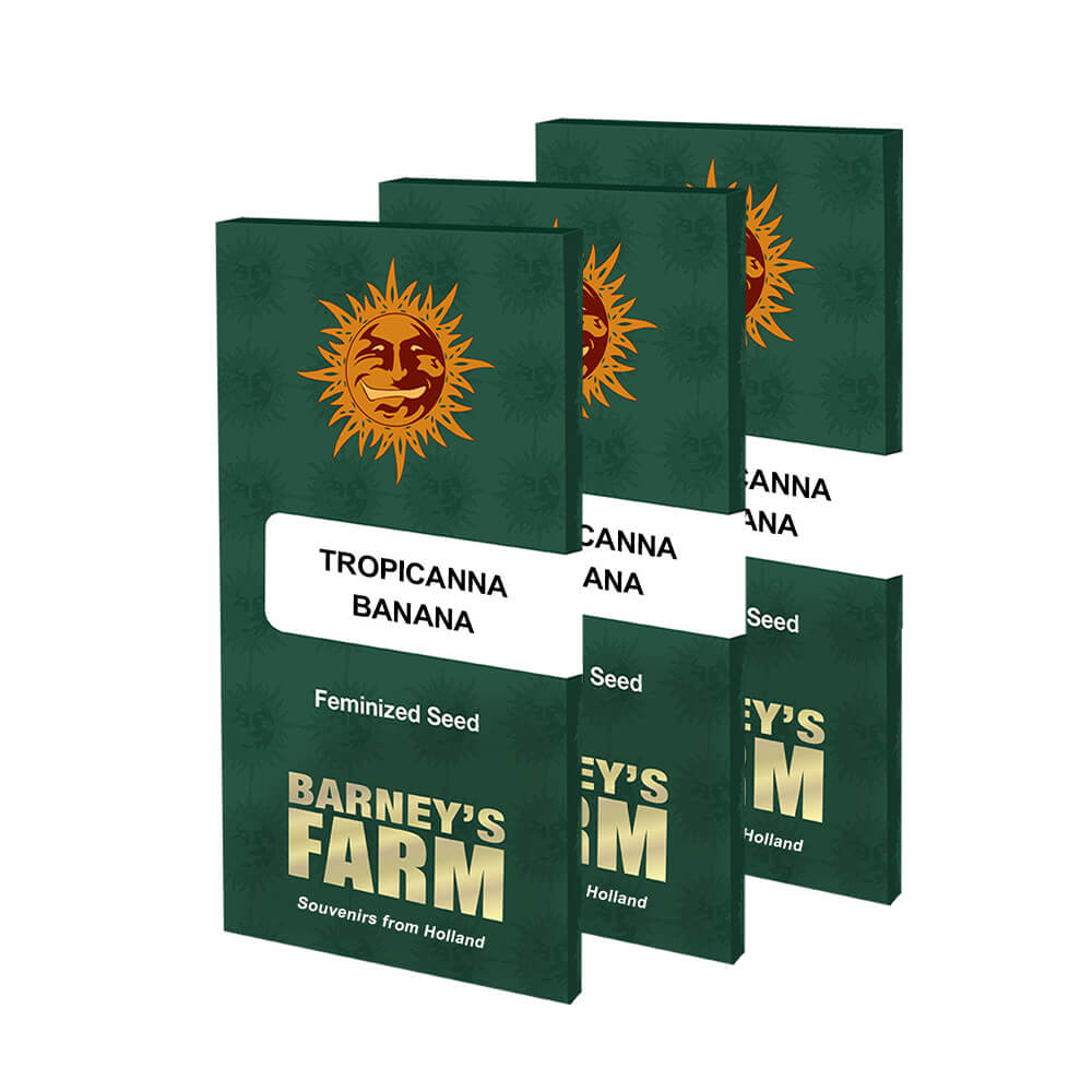 Tropicanna Banana Kannabiksen Siemenet - Barneys Farm