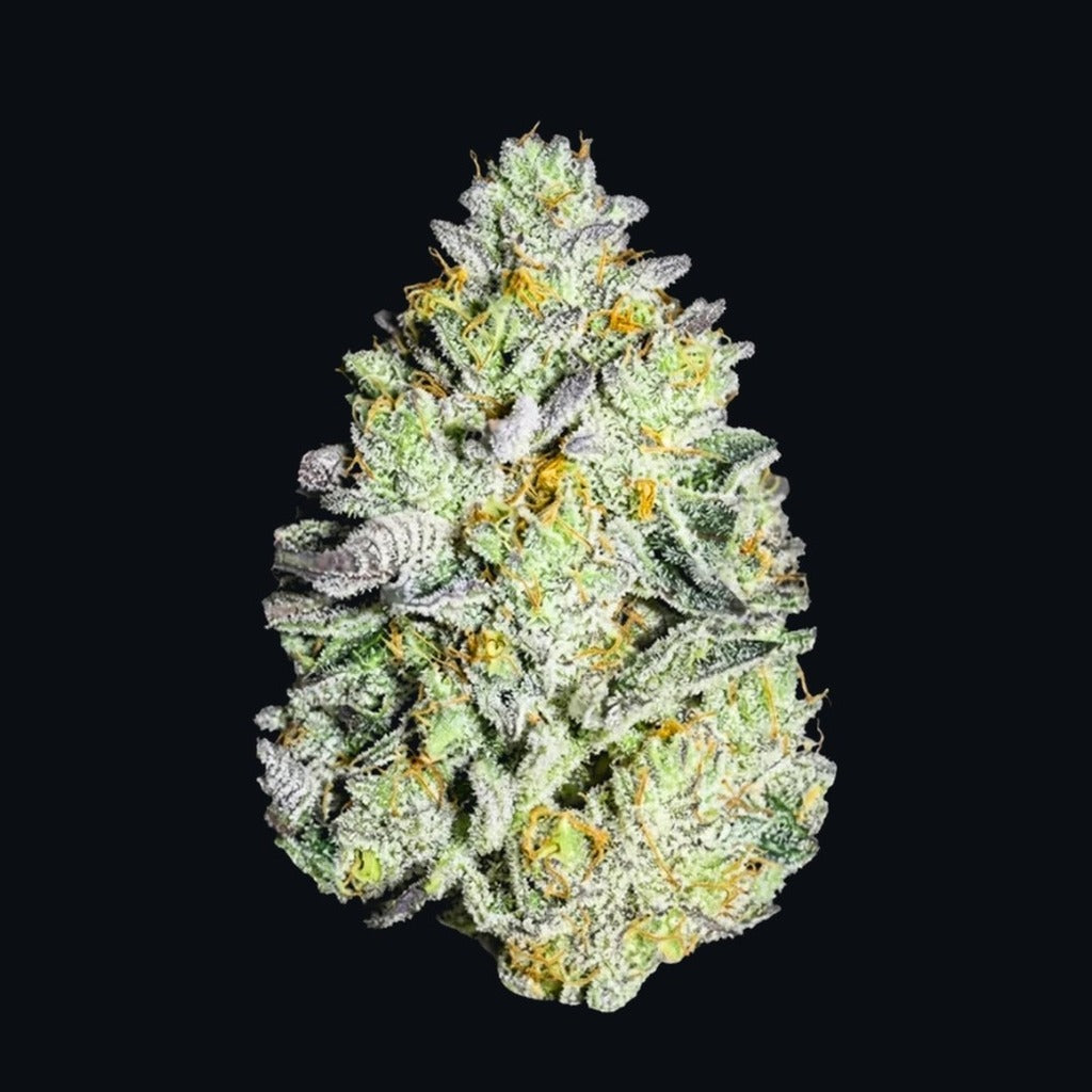 Watermelon Mint Auto -lajikkeen kuva, Strain Station