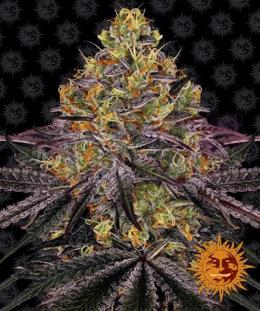 Watermelon Zkittlez - Ghost Town Seeds