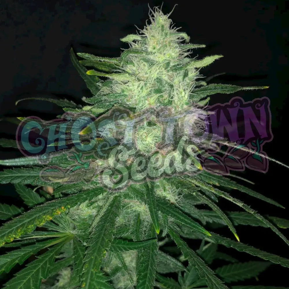 Wedding Cake 3 Fotoperiodi