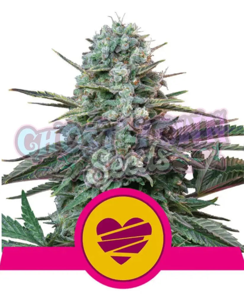 Wedding Crasher - Ghost Town Seeds