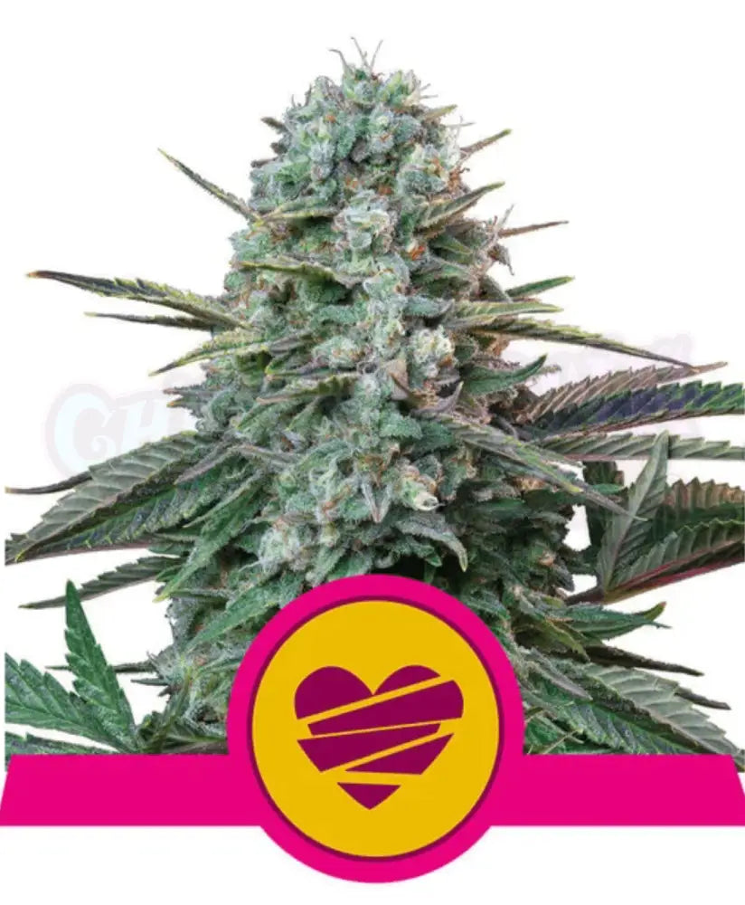Wedding Crasher - Ghost Town Seeds