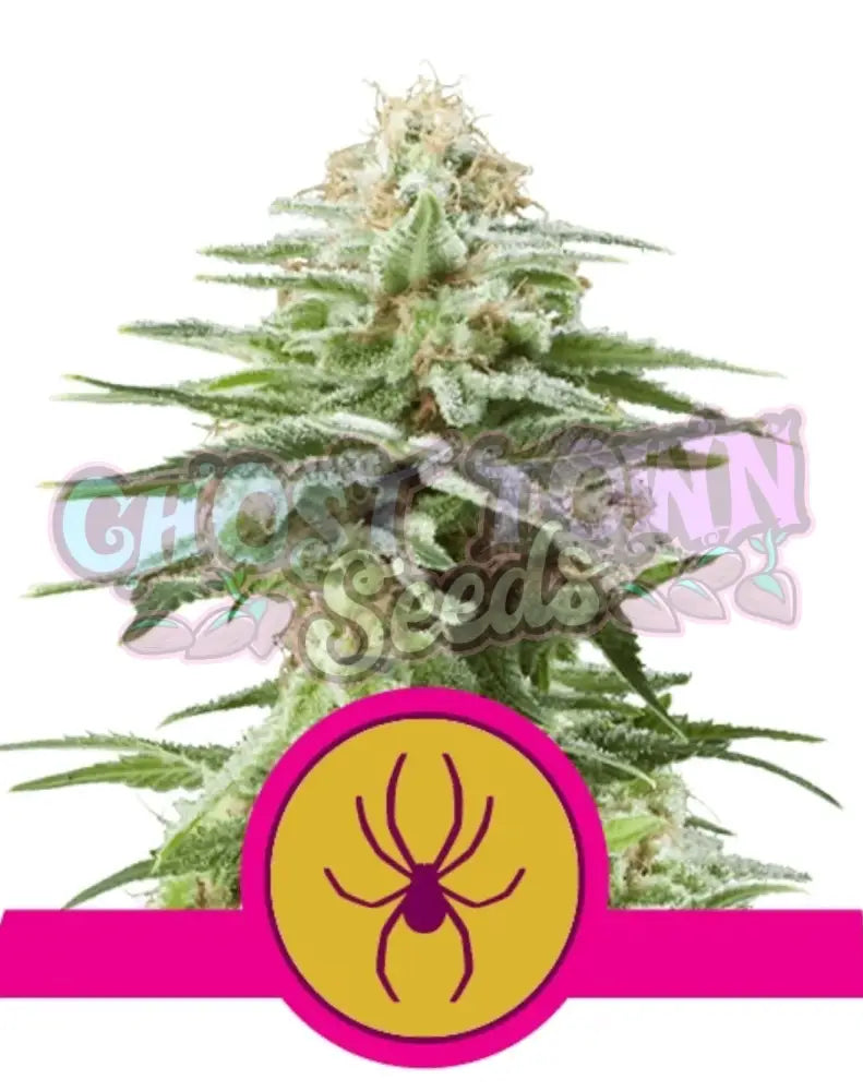 White Widow - Ghost Town Seeds