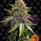 White Widow XXL Auto - Ghost Town Seeds