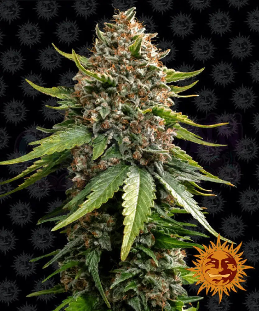 White Widow XXL Auto - Ghost Town Seeds