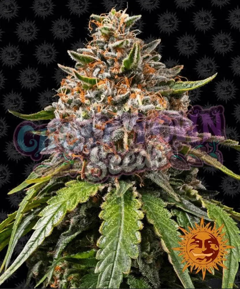 White Widow XXL - Ghost Town Seeds