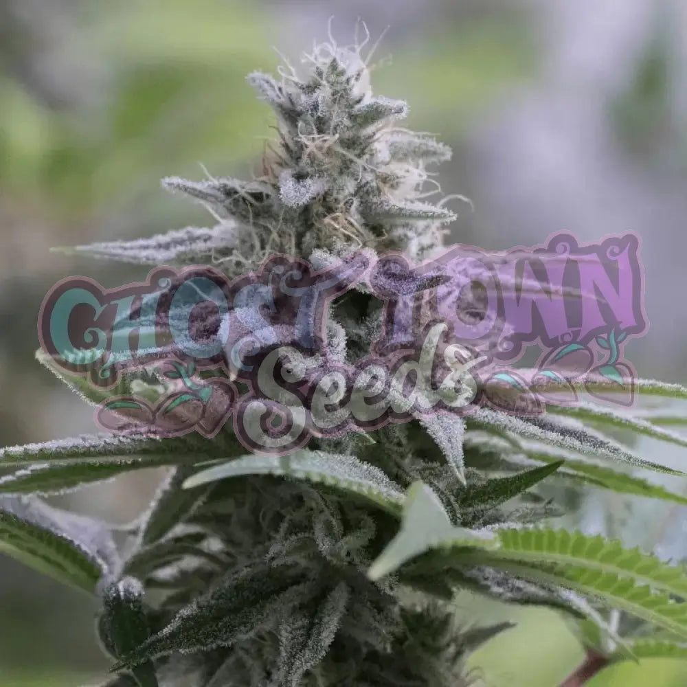 Zkittlez 2.0 Fotoperiodi